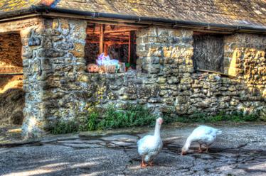Farmyard geese in Dorset 