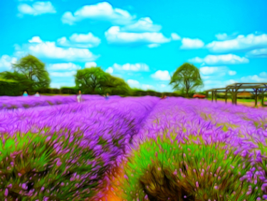 Fields of Lavender 