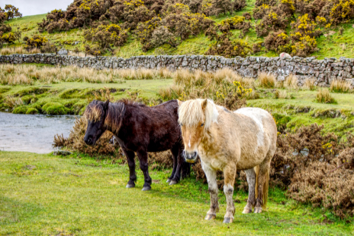 A pair of ponies 