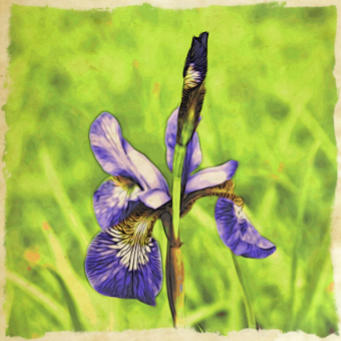 Iris flower in painted style 