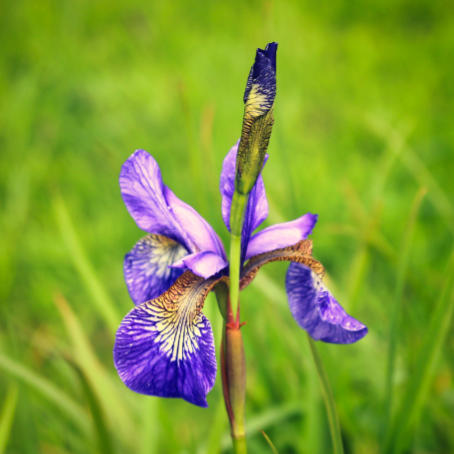 Iris bloom 